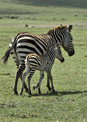 Zebra, Serengeti National Park